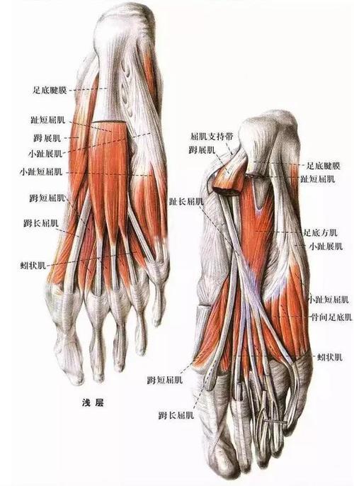 踇长伸肌和外展踇趾肌