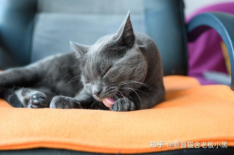 猫咪长时间吐舌头,异常喘气,可能出现心肺疾病!