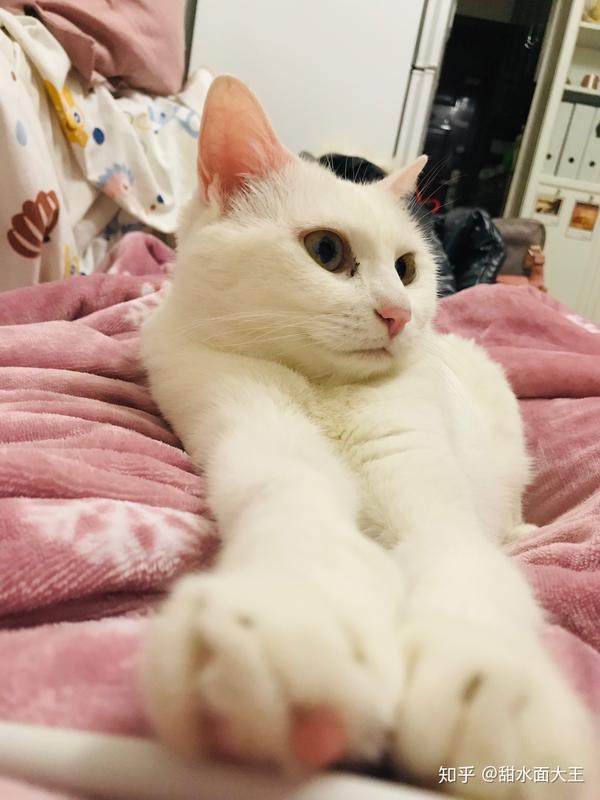 养猫家里会很脏吗?