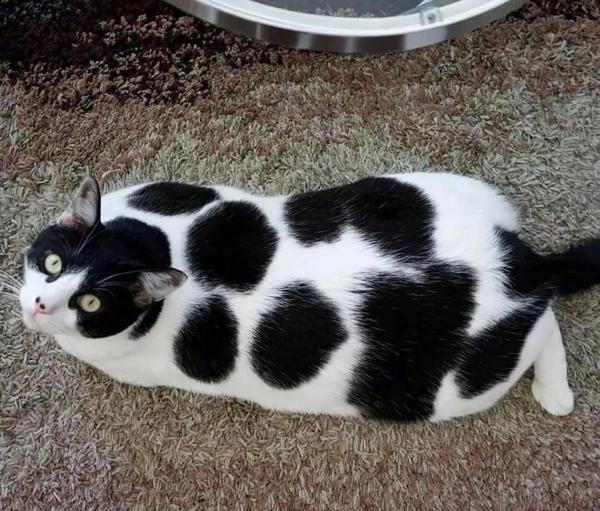 三花猫一定是小母猫吗