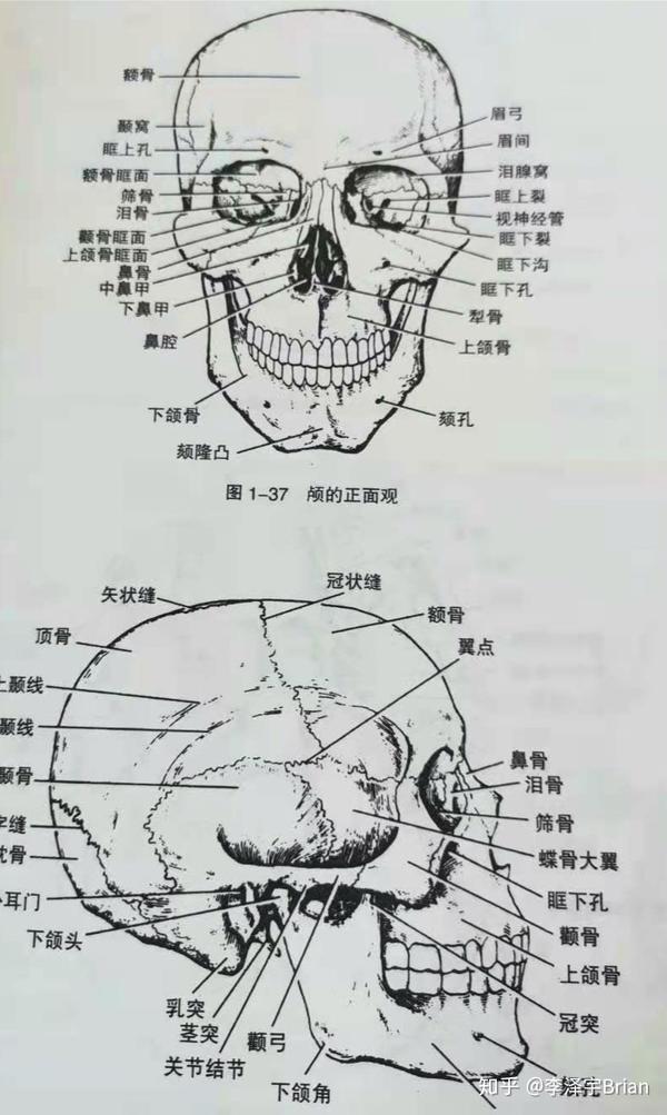 中轴骨(五)颅骨