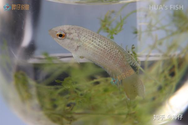 不用加温的冷水观赏鱼比热带鱼容易养?宠物鱼新手不要