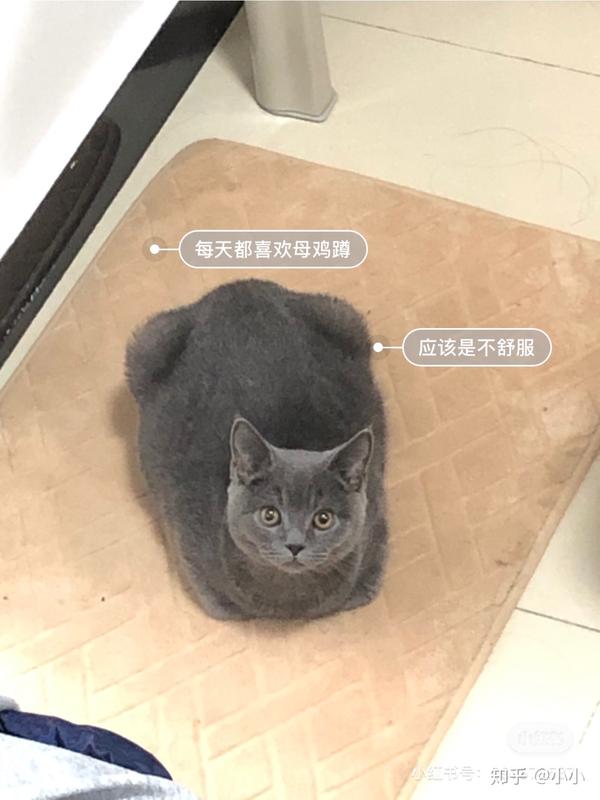 猫传腹真的不可怕!441治疗.