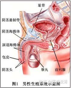 强叔说肾04271:男性科专家教你如何增粗增长阴茎,全是