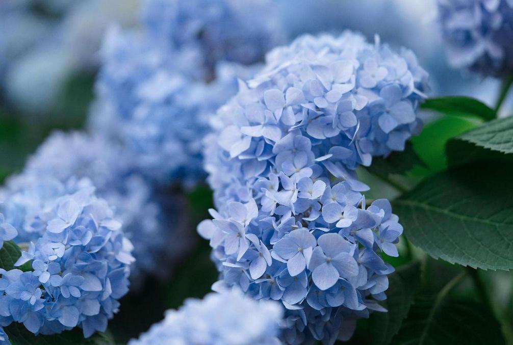绣球花想要开成蓝色准备2样东西每周一次轻松变湛蓝