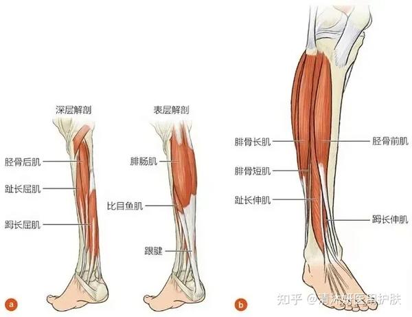 小腿肌肉主要分三大块:比目鱼肌,内侧腓肠肌和外侧腓肠肌.