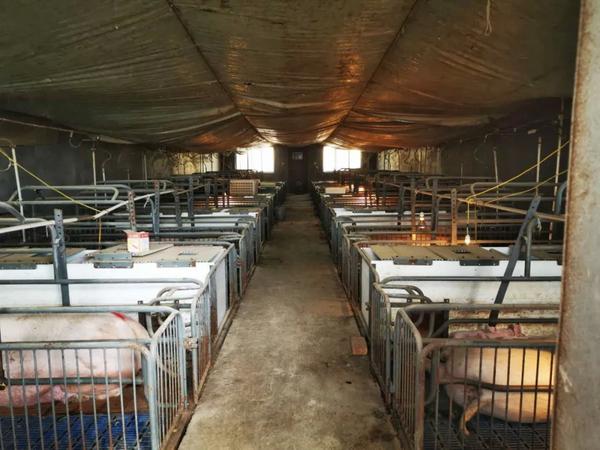 七彩牧歌养殖基地十头怀孕母猪进入产房待产.