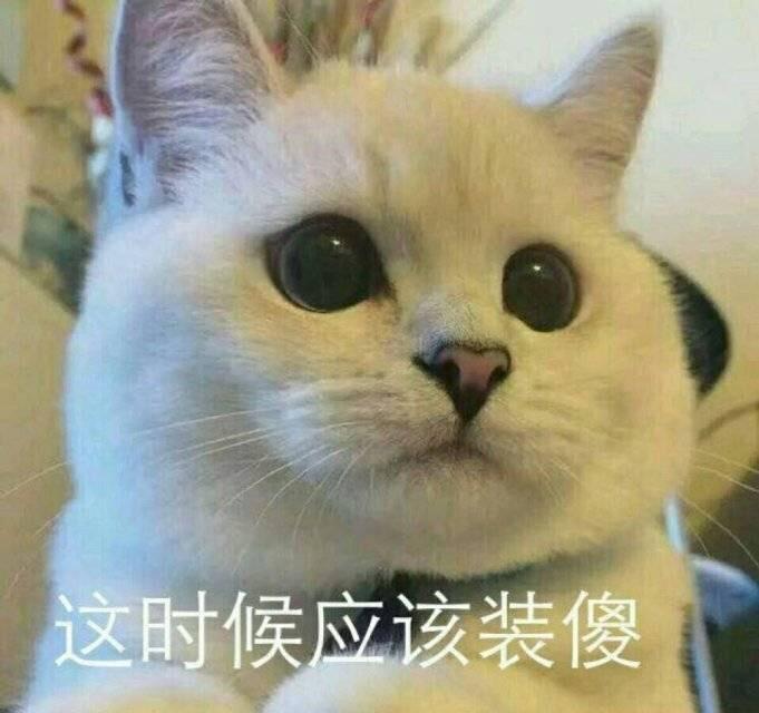 有哪些好看的猫咪壁纸或头像