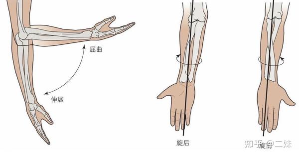 一天一点解剖学|人体肘关节功能解剖