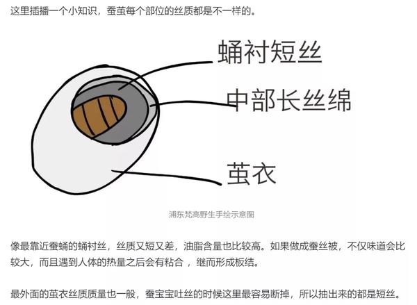 蚕茧结构图