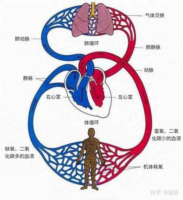 循环系统是负责输送的系统,由心脏和血管组成,包括肺循环和体循环.