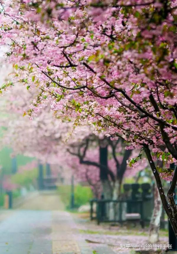 南京市较早的一条花卉主题大道,马路两侧及中央绿岛栽种了1200株樱花