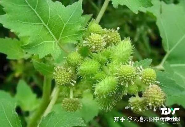 苍耳子原植物(图片来自天地云图中药产业大数据)