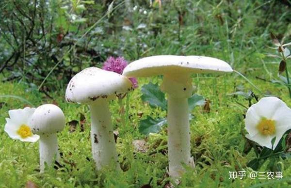 【三农技术讲台】毒蘑菇种类及图片大全