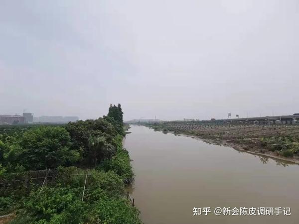 江门水道梅江塞口围段 塞口围的柑果品质好,除了土地优质,还有西江段