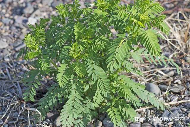 黄芪烂根病怎样防治黄芪黄叶死苗用什么预防黄芪根腐病用根小子冲施