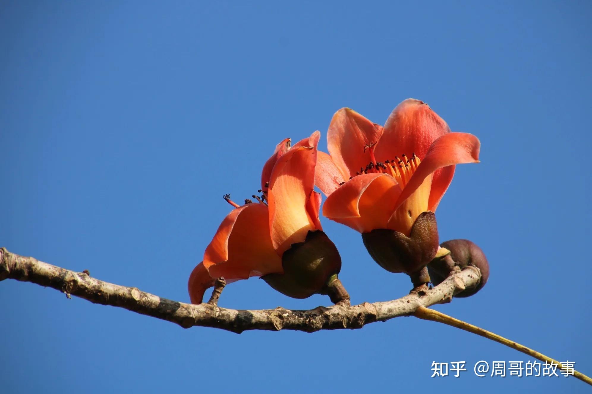 木棉花 - 知乎