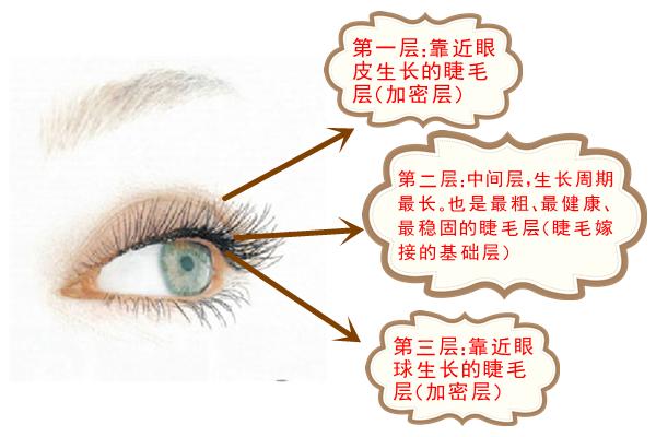 排列在睑裂边缘,若有尘埃等异物碰到睫毛,眼睑会反射性地合上,以保护
