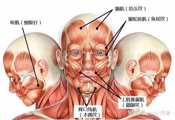 ②医生技术问题 医生注射位置浅或注射不均匀,部分咬肌没有注射到,有