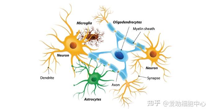 有关神经元和神经胶质细胞的起源,长期以来一直存在着争议,目前被大