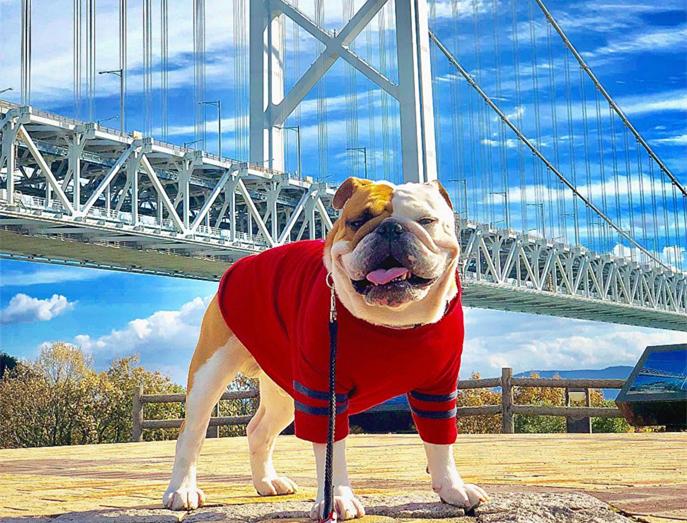 长腿欧巴萌宠英国斗牛犬来袭,这是我见过最好看的大长腿