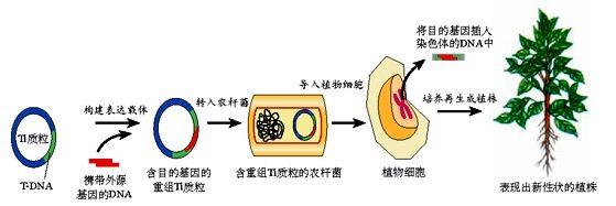 农杆菌转化法示意图  图片来源:生物选修Ⅲ课本