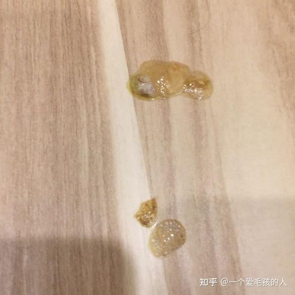 狗狗大便表面带有像果冻一样的东西