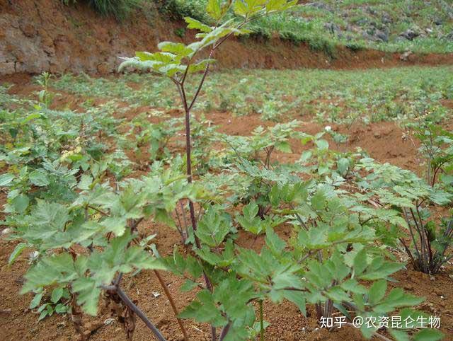 当归壮根增产用什么肥当归生根用什么肥料好当归增产喷施昆仑风