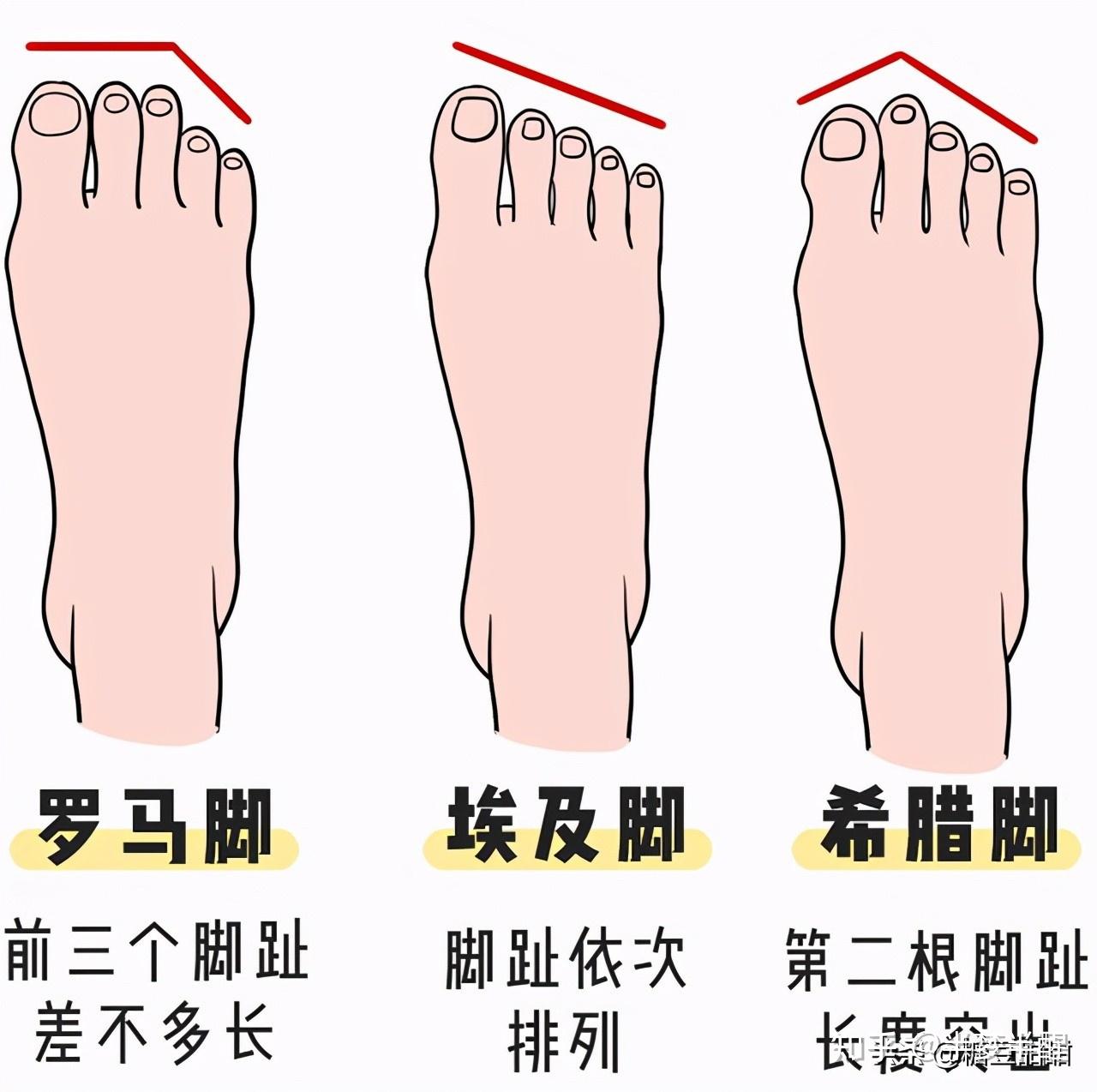 根据这图的对比,可以看出来,罗马脚属于前三个脚趾差不多长而后两根