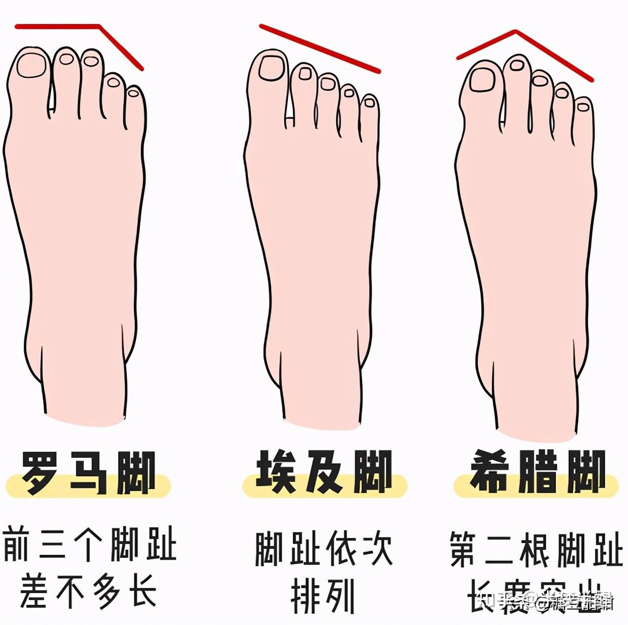 可以看出来,罗马脚属于前三个脚趾差不多长而后两根脚趾偏短的形状