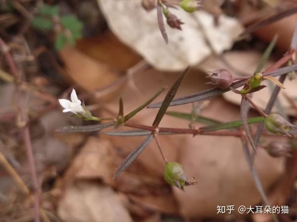 耳草属是白花蛇舌草