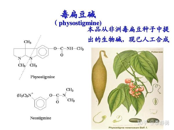 于是,这种 毒扁豆也被称为"裁判豆".