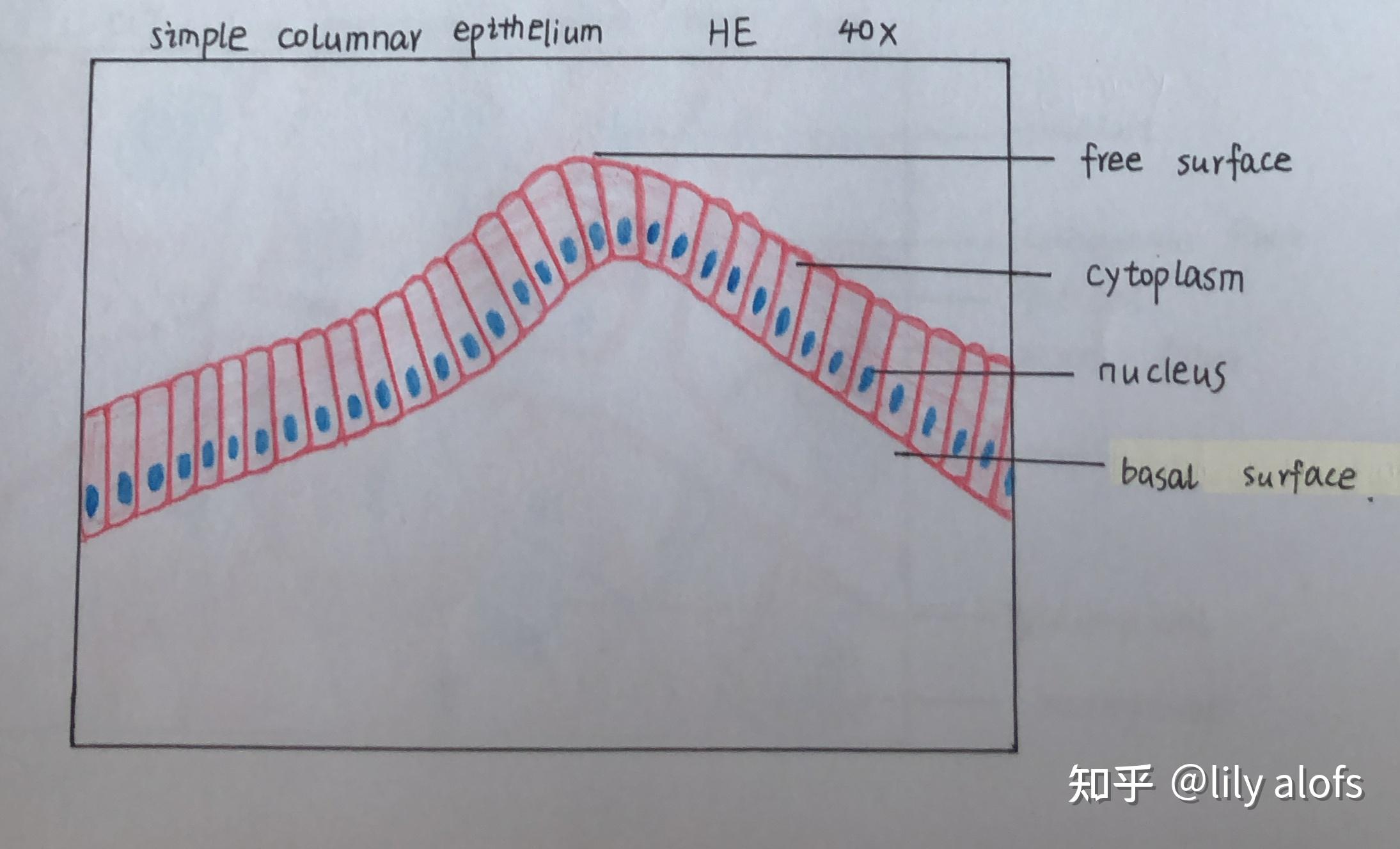 1,单层柱状上皮组胚实验报告~自己画的时候发现例图不好找伐.