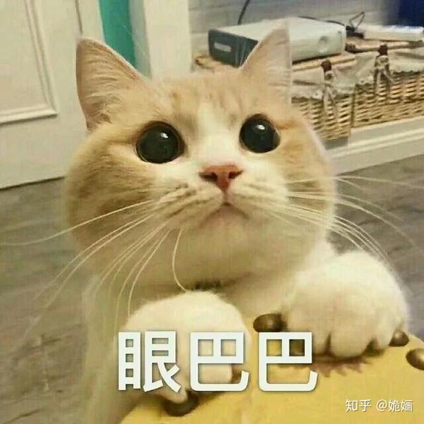 你有哪些关于猫狗的表情包?