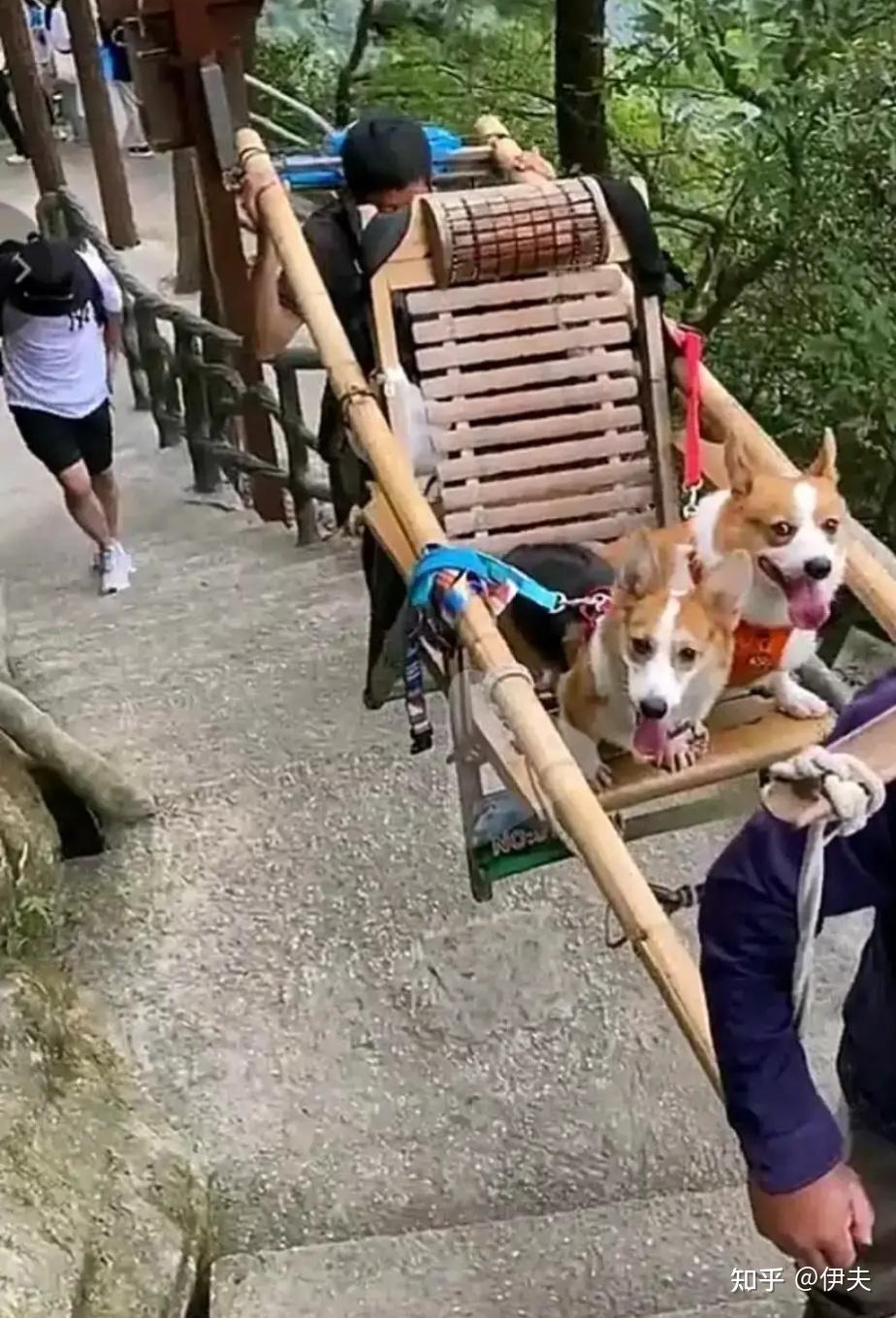 真狗坐轿子侮辱了谁