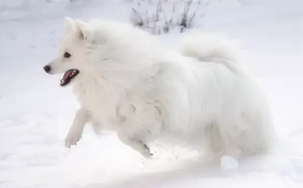 每日一宠 爱斯基摩犬