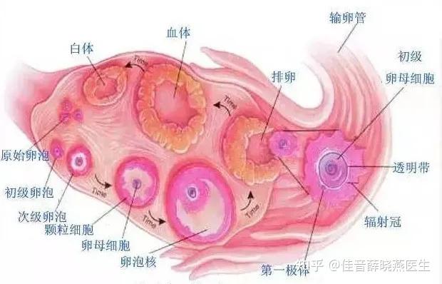 卵周间隙卵子不对称减数分裂后,会形成一个非常大的卵母细胞和一个