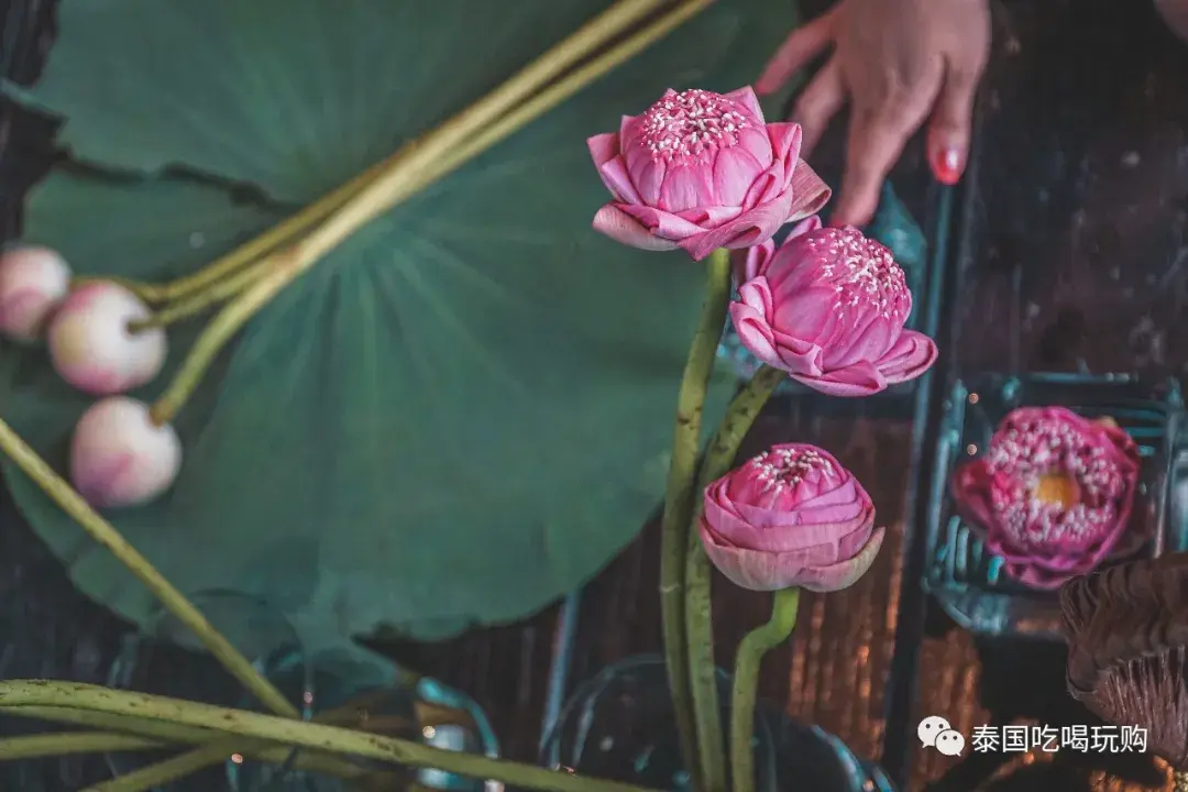 据说因为泰国是信佛的,每天要给寺庙和僧侣供奉鲜荷花,大家族的小姐折