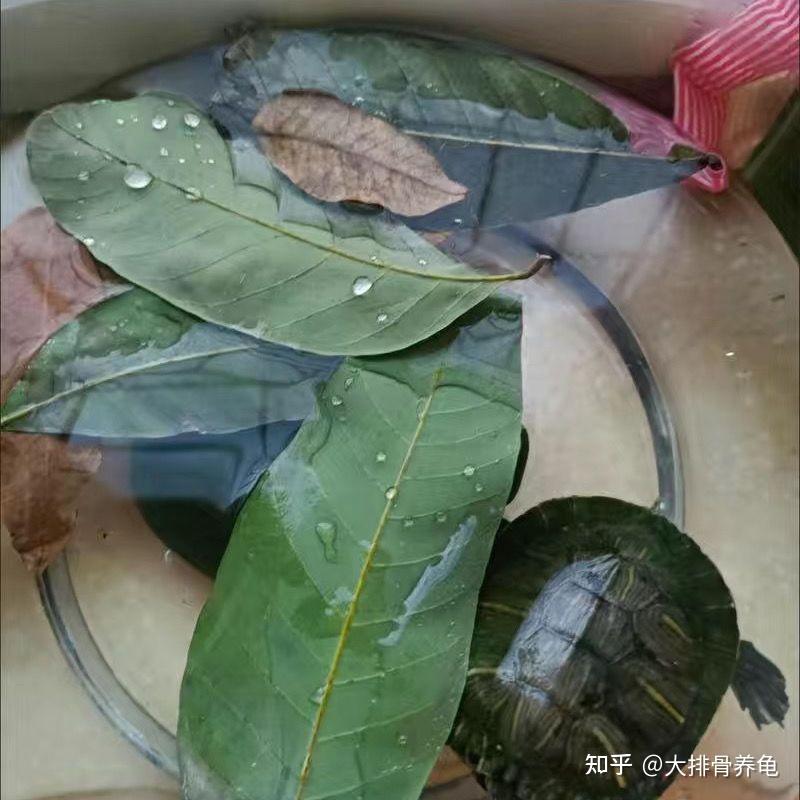 新手养龟——龙眼叶养龟的利与弊