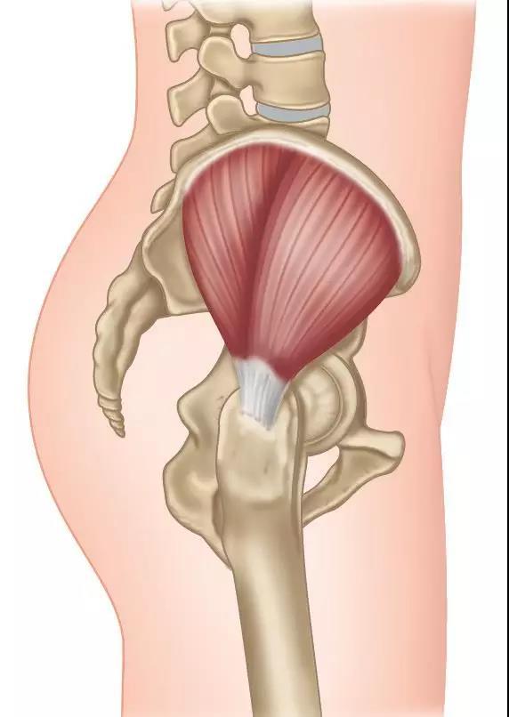 起始位髂骨的外侧面,低于髂嵴,在臀后线和臀前线之间.