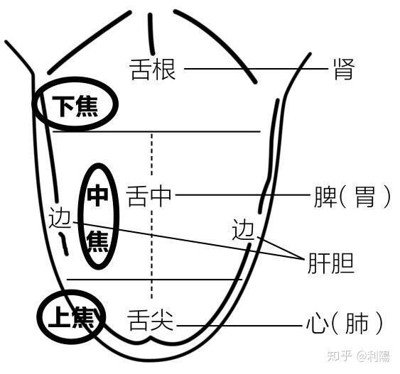 舌诊脏腑部位分属图