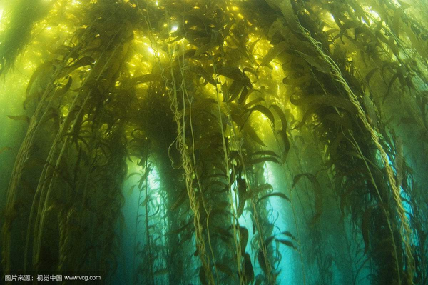 位于美国西海岸加利福尼亚的海藻丛林,现在是很著名的观光场所