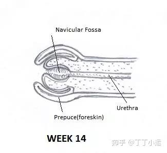 男性通过尿道排出尿液时,会有残留的液体滞留在舟状窝里面,而龟头又