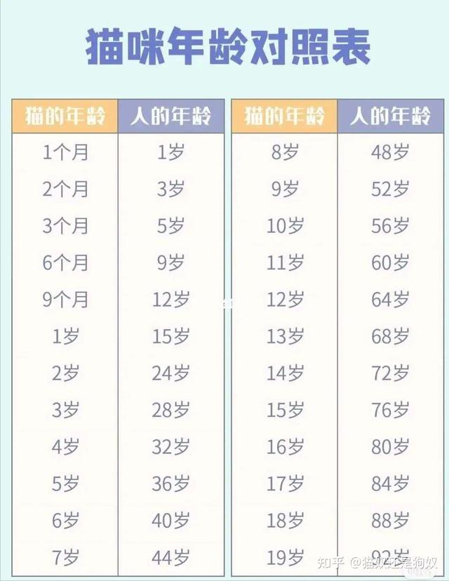 猫咪1岁人7岁其实是错的更新准确的年龄换算表