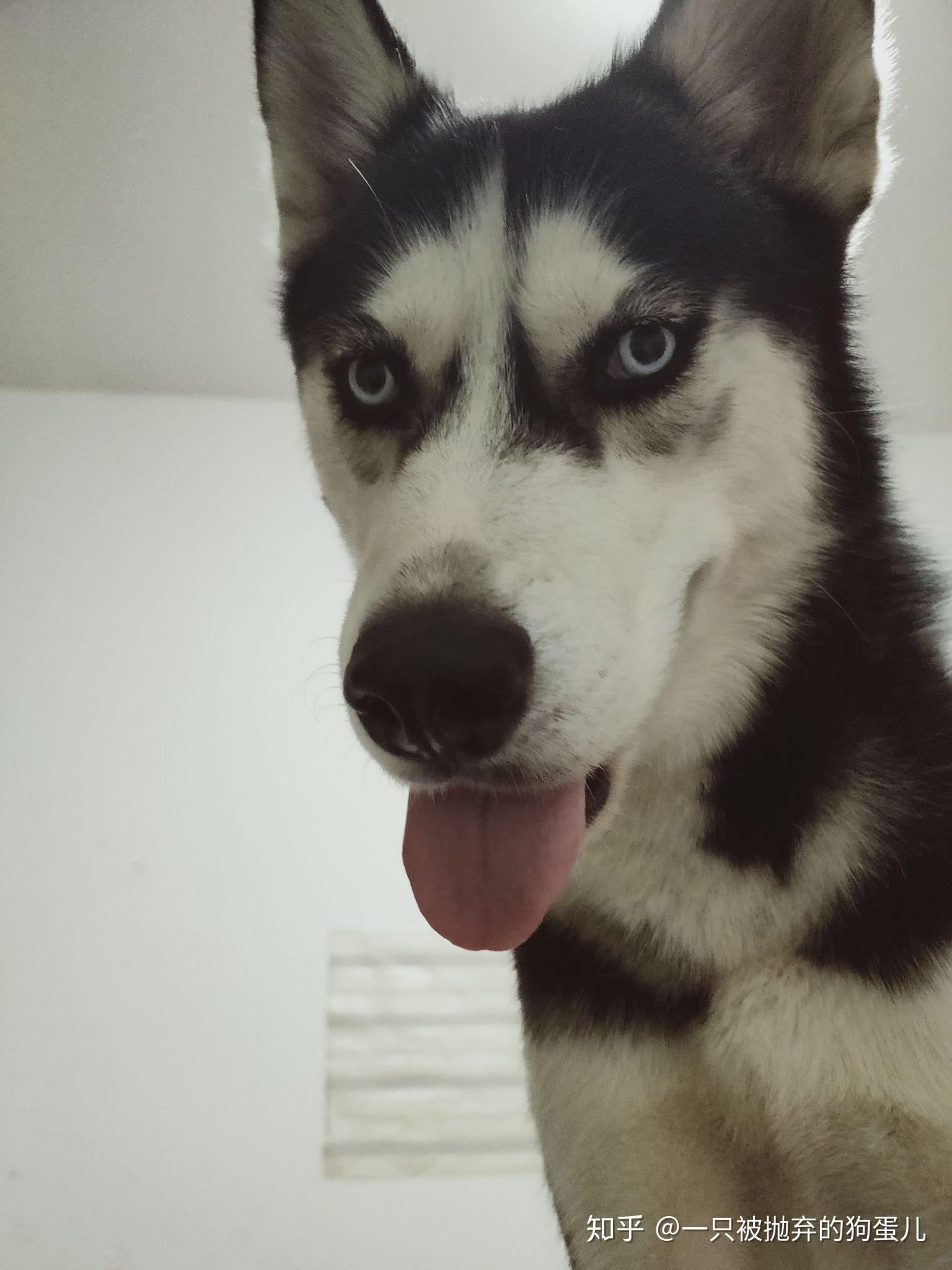 狗蛋儿和鼎鼎爸的八年
