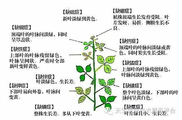 参考文献: 天宝农业技术服务平台"经典农技"专栏 《快速诊断植物缺素