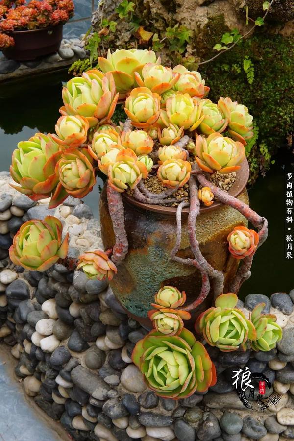 碧桃