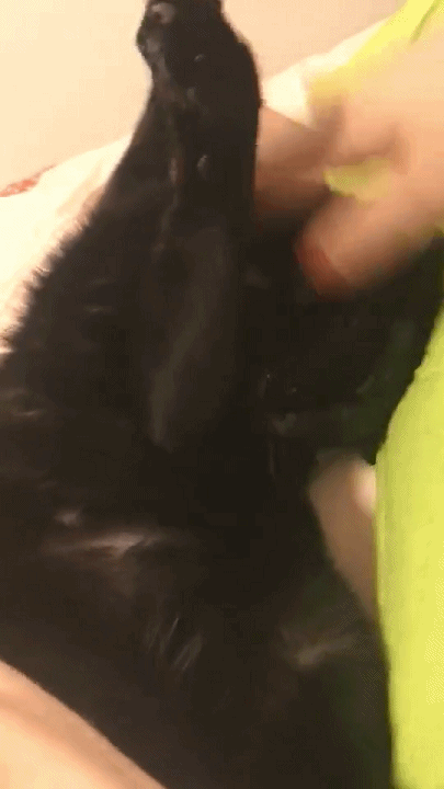 6戳眼皮都叫不醒的猫, 大家猜猜这只猫, 到底看见铲屎官了没有?