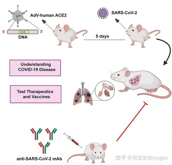 感染新冠病毒的ad5-hace2转导的balb/c小鼠以及c57bl/6在感染2天后