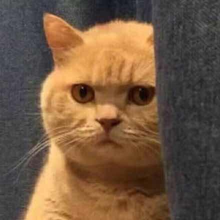 用猫做头像的男生是怎样的心理?